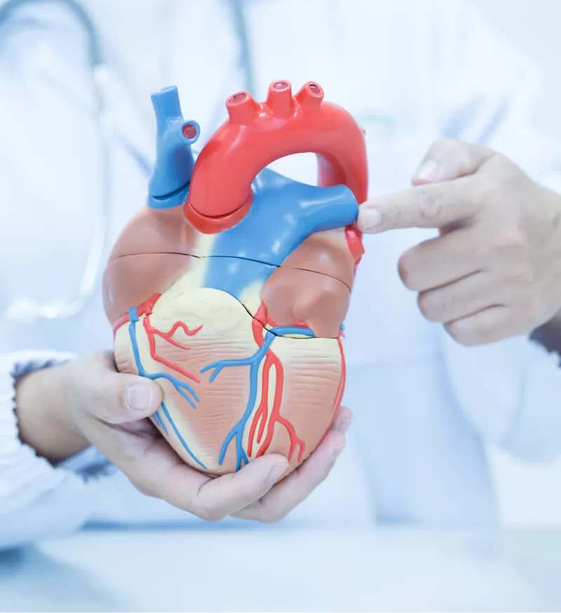 Prise en charge en cardiologie au Groupe ODM